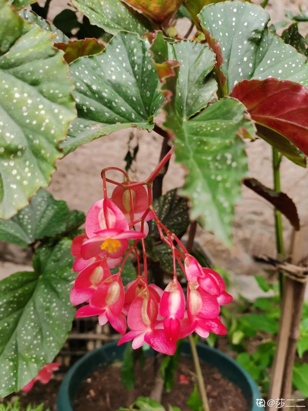 9種花,適合在陽臺養,陽臺全年開滿花,小陽臺變“花海” 9種花,適合在陽臺養,陽臺全年開滿花,小陽臺變“花海”