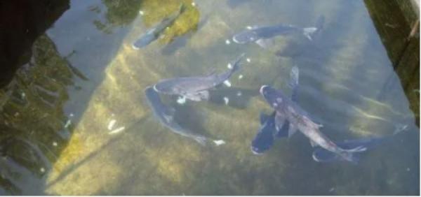 關於鰱鱅不得不說的故事，作為釣魚人必須要先了解鰱鱅的習性