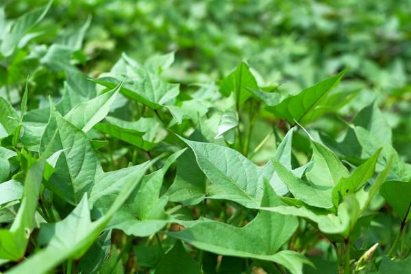 農村這8種蔬菜,也許你沒當回事,多吃老人小孩能補鈣,記得收藏 農村這8種蔬菜,也許你沒當回事,多吃老人小孩能補鈣,記得收藏