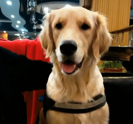 盤點3種寵物店不推薦的狗，“沒錢賺又好養”