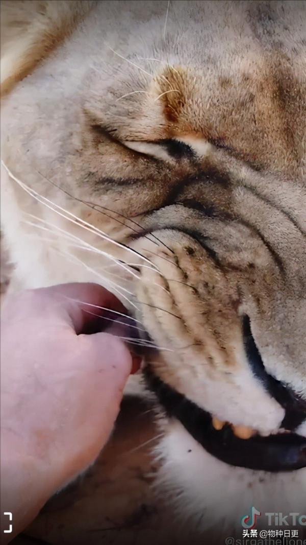 被遺棄的小母獅“斯爾佳”，長大後成了網紅