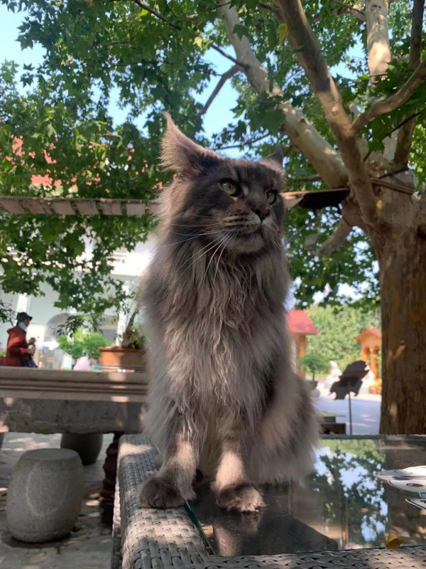 毛森森小朋友的職業規劃 毛森森小朋友的職業規劃