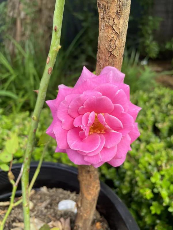 我的悉尼朋友—一位愛美優雅的老婦人