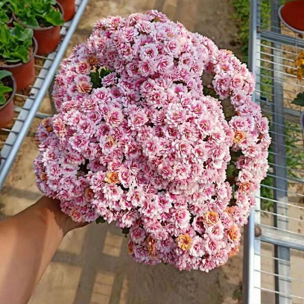 五大“吉祥花”,適合養客廳,喜歡養一盆,越養越“貴氣” 五大“吉祥花”,適合養客廳,喜歡養一盆,越養越“貴氣”