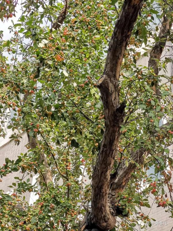 沒想到,風流才子紀曉嵐住的竟是岳飛後人的二手房 沒想到,風流才子紀曉嵐住的竟是岳飛後人的二手房