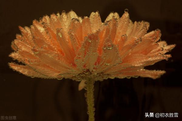 滿城風雨近重陽五首：滿城風雨近重陽，今年花為誰黃？