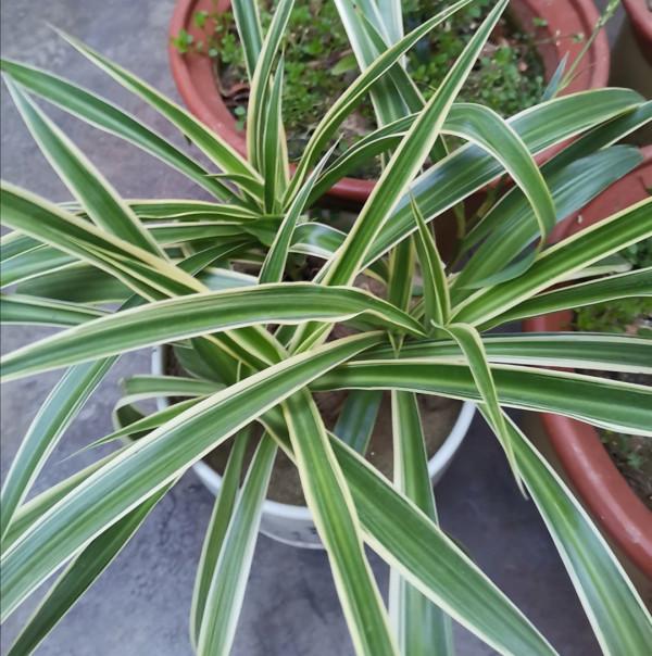 花肥不用買,教你在家制作“萬能肥”,花卉長得旺、葉子綠 花肥不用買,教你在家制作“萬能肥”,花卉長得旺、葉子綠