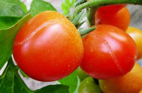 番茄為什麼會裂果？為什麼會出現縱裂和橫裂？如何高效避免裂果？