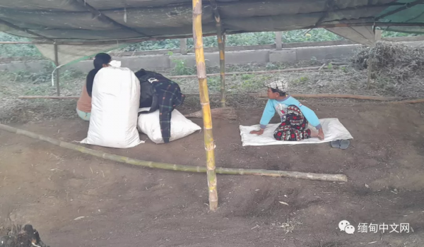 孕婦誕下死嬰、民眾帶著老人遺體出逃！緬甸戰事下的悲劇讓人痛心