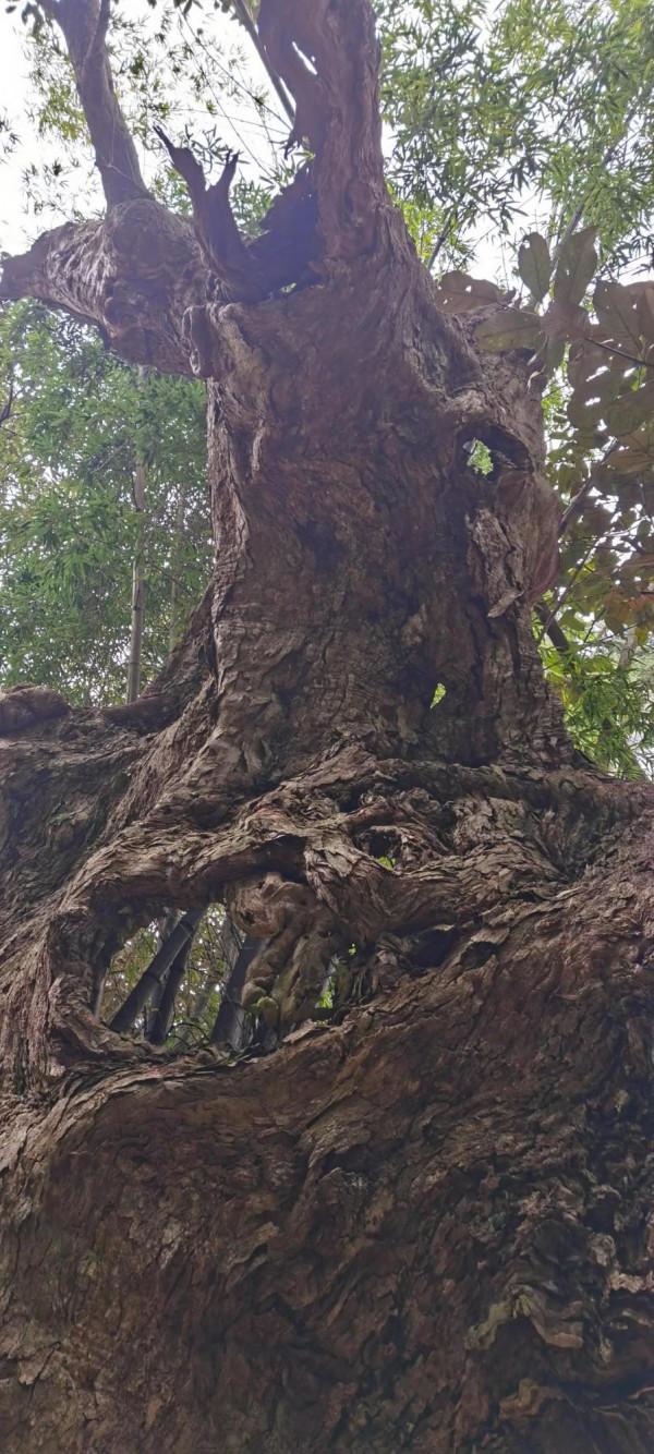 全國罕見樹抱竹，植物界的奇蹟