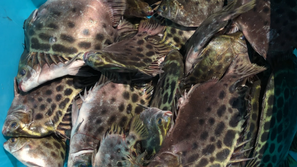 一個90後小夥，辭職下海釣魚，直言靠釣魚賺錢，現狀如何呢？