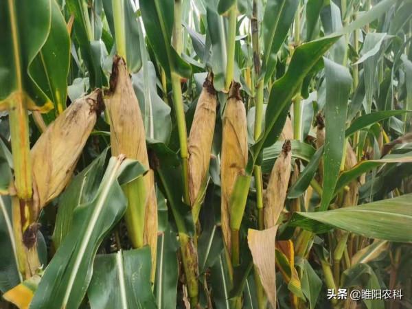 推薦一批玉米品種,購買這些玉米品種,更容易獲得高產 推薦一批玉米品種,購買這些玉米品種,更容易獲得高產