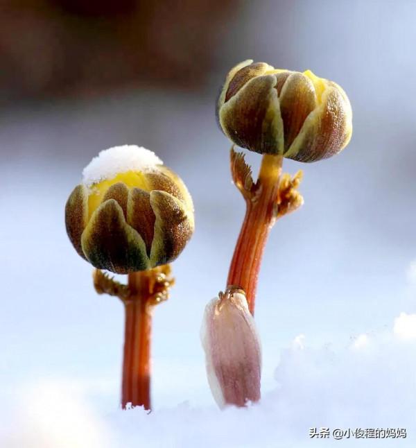 分享圖片-冰凌花