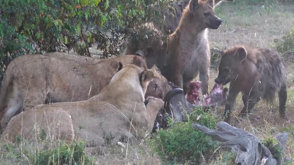 比人類壓力還大的雄獅到底多悲慘?一生征戰,打不動時死期就到了 比人類壓力還大的雄獅到底多悲慘?一生征戰,打不動時死期就到了