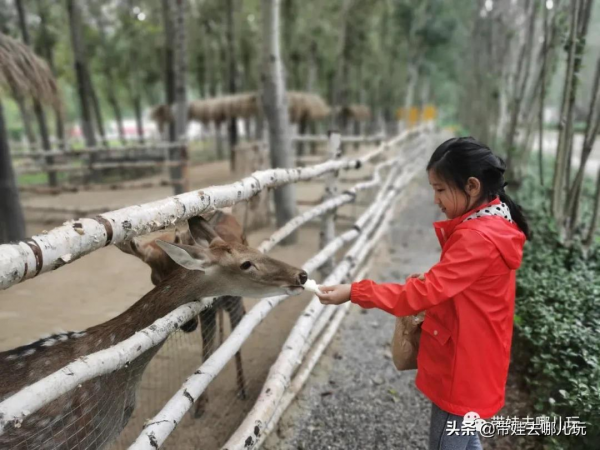 北京新開一家動物園,可以和老虎共進午餐 北京新開一家動物園,可以和老虎共進午餐