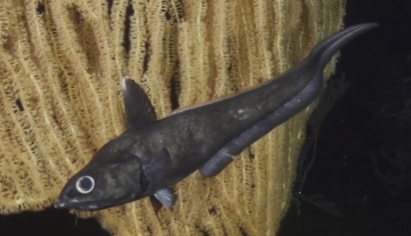 蒙特利灣水族館研究所2021年珍稀深海生物攝影盤點