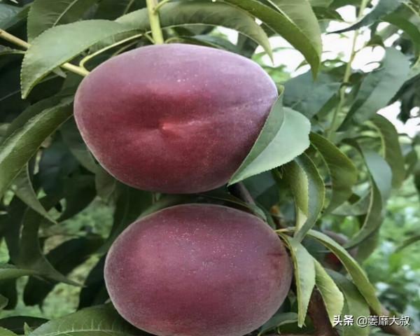 我國新興果樹“黑桃皇后”，產量不錯，有一定的市場前景