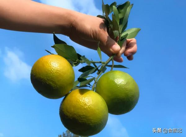 沒想到這麼不起眼的綠皮柑，口感竟然這麼神仙
