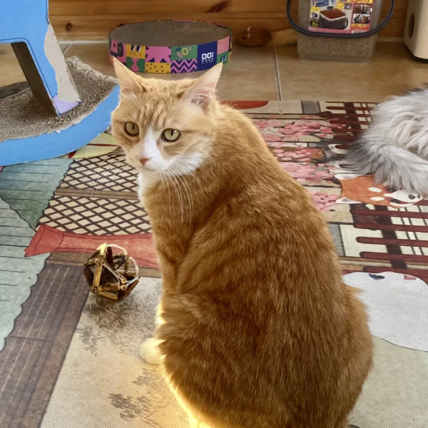 小仙拒絕零食，有多難