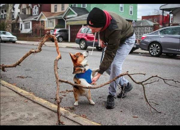 柯基想要叼個大樹枝回家，被主人拒絕後它滿臉不高興：氣死我了