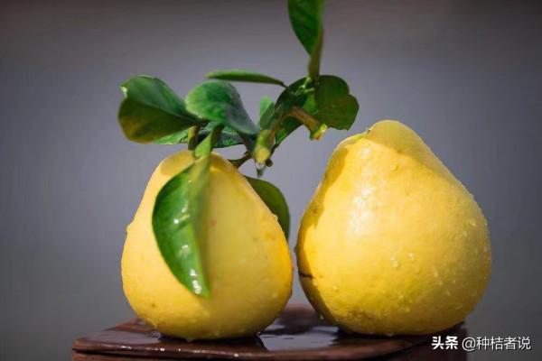 管理大果園8年，我踩過的5個大坑，每坑都裝著辛酸淚