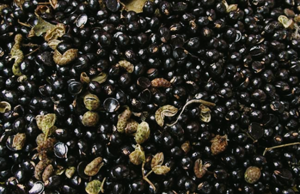 花椒籽怎麼種才能發芽?花椒種子有5怕,出苗期管理要細心 花椒籽怎麼種才能發芽?花椒種子有5怕,出苗期管理要細心