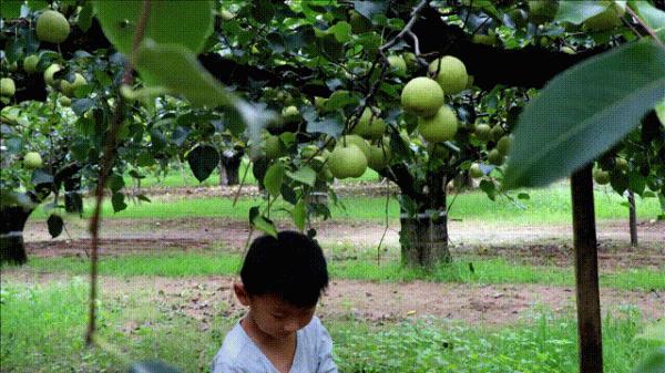 挖一勺梨膏泡一碗茶水,近60年的梨樹,帶給我們的還有歲月的積澱 挖一勺梨膏泡一碗茶水,近60年的梨樹,帶給我們的還有歲月的積澱