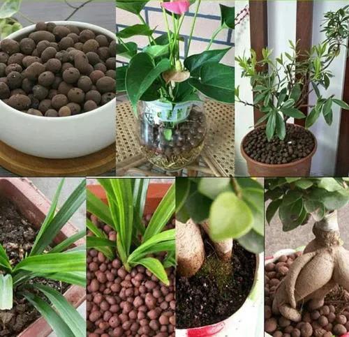 冬至後,盆裡添3樣“硬石頭”,讓花變得更抗寒,土壤也不板結 冬至後,盆裡添3樣“硬石頭”,讓花變得更抗寒,土壤也不板結