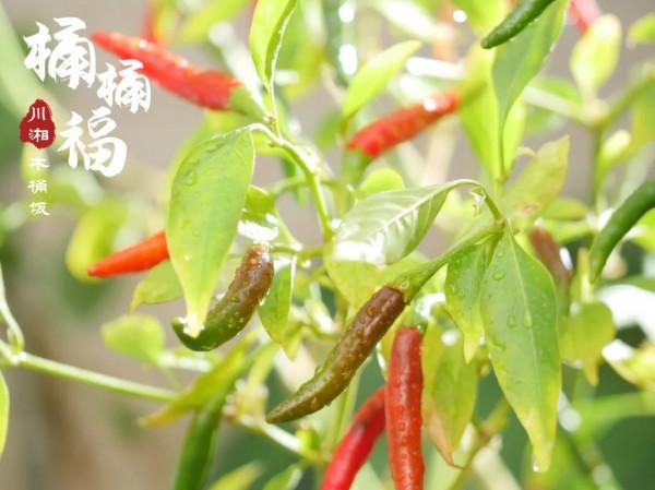 桶桶福川湘木桶飯：簡單的食材不簡單的味道