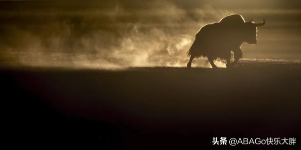西藏雪豹的詩意凝視,一部非凡的野生動物紀錄片 西藏雪豹的詩意凝視,一部非凡的野生動物紀錄片
