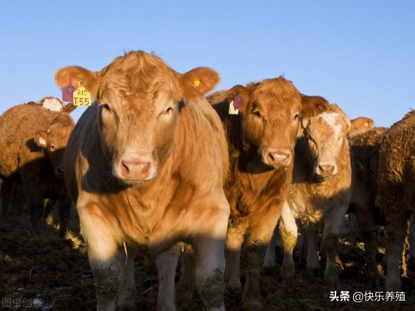 牛販子收牛4個“歪招”，讓一頭牛最少輕30斤，少賣500元