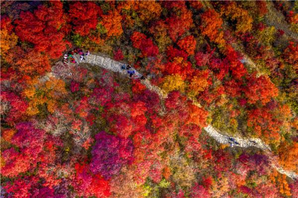 柿巖紅葉節本週四正式啟幕！重陽祈福＋紅葉潮玩，樂遊紅葉王國