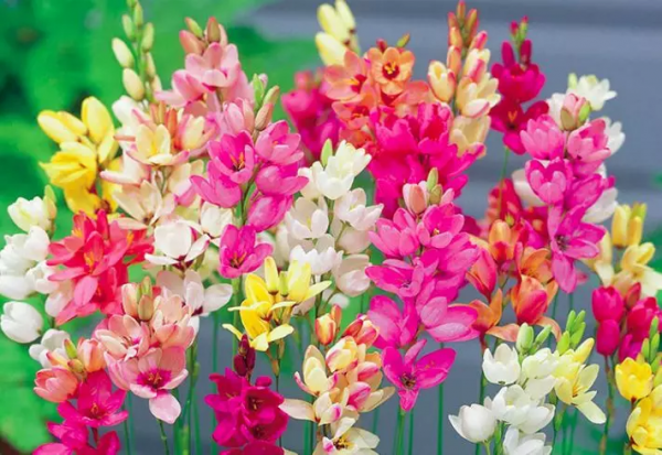 球根種植正當時，這4款稀有球根植物，多年生、復花性