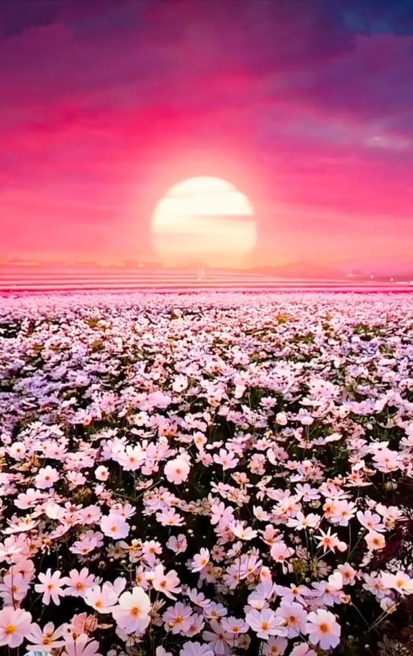 分享：五彩斑斕，千姿百態的花海，視覺盛宴，像仙境一般美麗