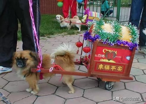 永遠紀念我們的狗狗——“可樂” 永遠紀念我們的狗狗——“可樂”