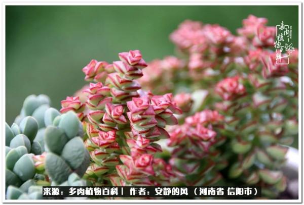 陽臺多肉黨的幸福生活 陽臺多肉黨的幸福生活