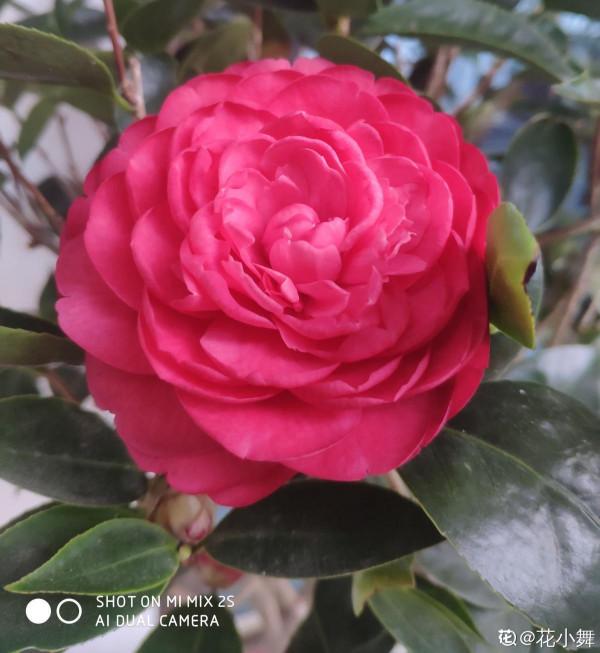 3種花好看是好看，就是價格高還特難養，新手還是放棄吧