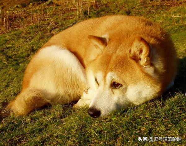 狗狗的這些行為是在告訴你一些資訊 你注意到了嗎？