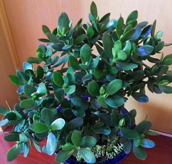 適合新手養的2種盆栽，挺拔秀麗花色美，容易養活很優良