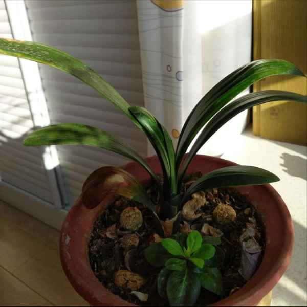 君子蘭“富養”好，5個小技巧，花箭“竄高個”，開花多又大