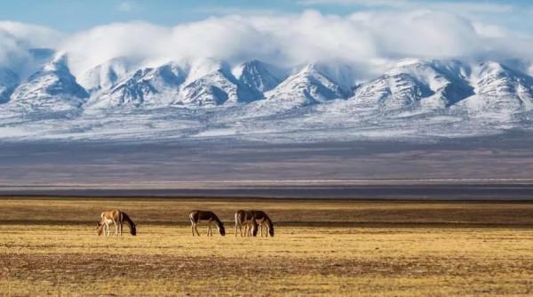 國內最美6趟列車線路，坐上火車看遍祖國大好河山