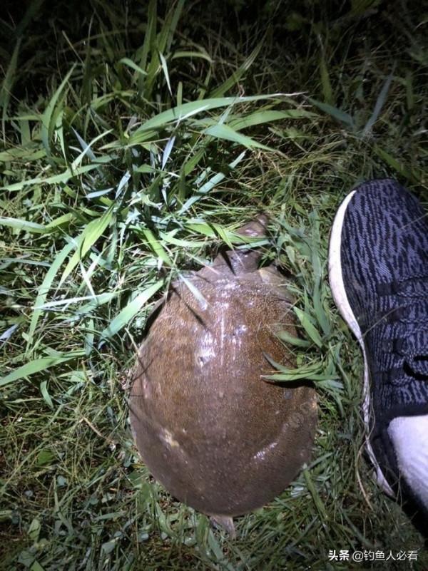 釣了幾年都沒釣到大魚，只要釣獲這幾種，照樣可以吹牛批