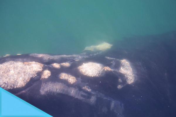 又到一年的觀鯨季，這座小鎮是頂級觀鯨地，3種方式邂逅海洋巨人