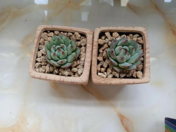 兩盆吉娃娃這同樣的品種同樣的時間為啥區別這麼大