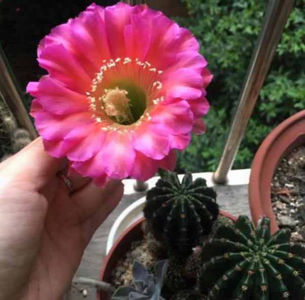 家養3種“仙人球”,耐旱好養活,淨空氣吸輻射,花開大朵真驚豔 家養3種“仙人球”,耐旱好養活,淨空氣吸輻射,花開大朵真驚豔