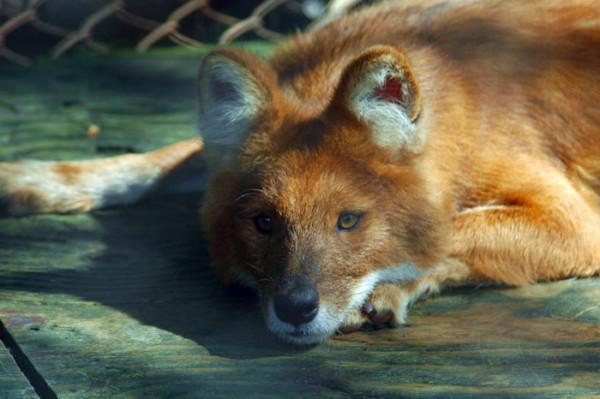 野貓並非家貓野化或“流浪貓”,現正因流浪貓面臨著嚴重的危機 野貓並非家貓野化或“流浪貓”,現正因流浪貓面臨著嚴重的危機