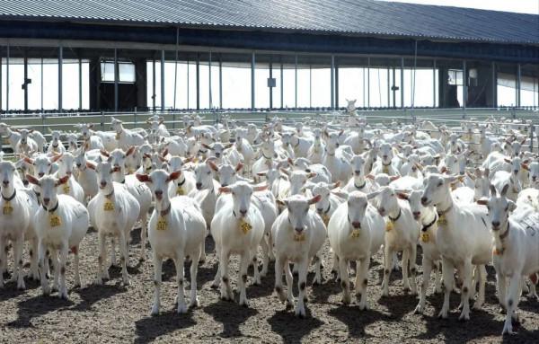 羊奶，下一個億萬級的風口