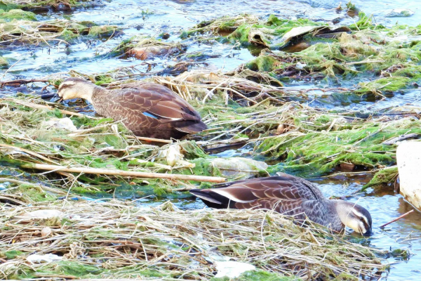 寒冬中 錫伯河上的它們何去何從? 寒冬中 錫伯河上的它們何去何從?