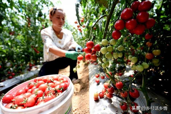 哪些蔬菜一畝地能收入兩萬以上?還真就挺多,分享我種過的幾種 哪些蔬菜一畝地能收入兩萬以上?還真就挺多,分享我種過的幾種