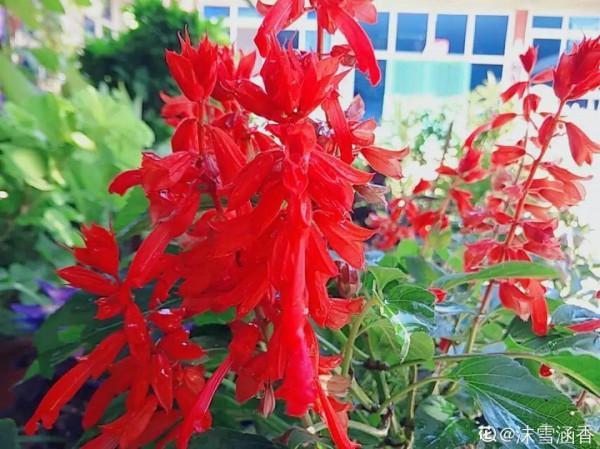 50種花春天播種，長滿小院子，能開一整年